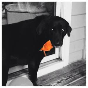 Meet your Posher, Mario